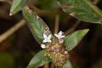 Woodland false buttonweed